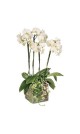 Orchidée extra/phalaenopsis : 4 branches