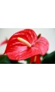 Anthurium