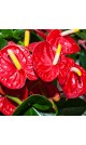 Anthurium