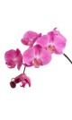 Orchidée 1 branche (différents coloris)