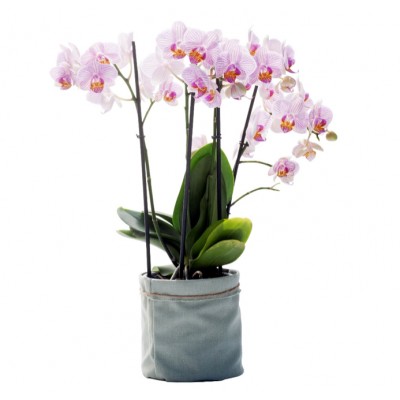 Orchidée extra/phalaenopsis : 4 branches