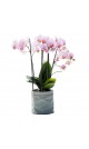 Orchidée extra/phalaenopsis : 4 branches