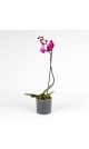 Orchidée 1 branche (différents coloris)