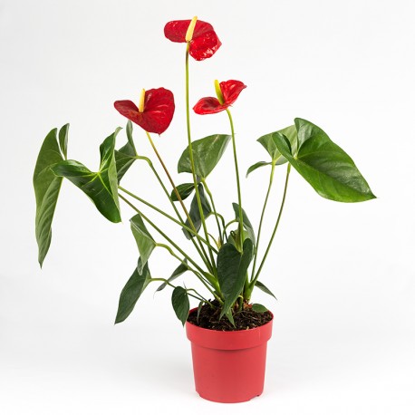 Anthurium