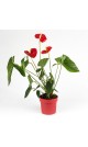 Anthurium